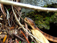 Pareas carinatus