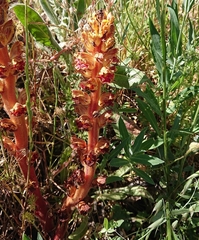 Orobanche gracilis