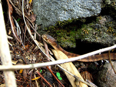 Pareas carinatus