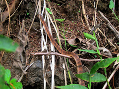 Pareas carinatus