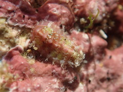 Acanthochitona avicula