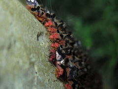 Psocomorpha