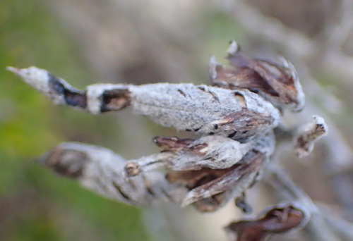 Image of Indigofera flabellata by (c) Nicola van Berkel, some rights reserved (CC BY-SA)
