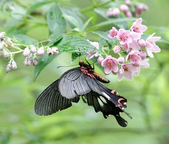 Papilio bootes