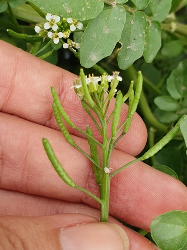 Nasturtium officinale image