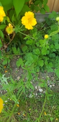 Cosmos sulphureus