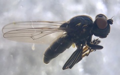 Parydra quadrituberculata