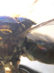 Parydra quadrituberculata