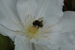 Bombus haematurus