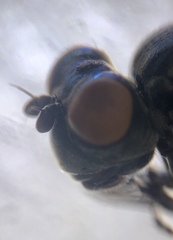 Parydra quadrituberculata