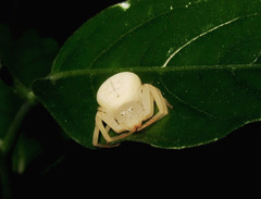 Thomisidae