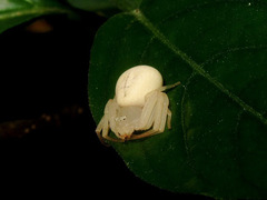 Thomisidae