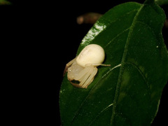 Thomisidae