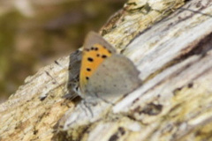 Lycaena phlaeas