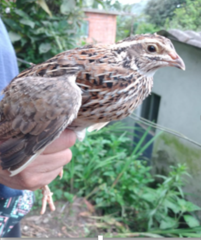 Coturnix