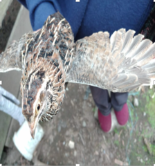 Coturnix