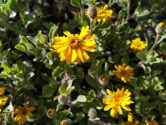 Heterotheca mucronata