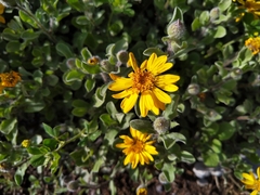 Heterotheca mucronata