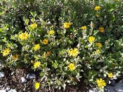 Heterotheca mucronata