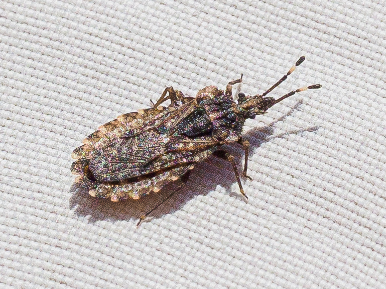 Aradus krueperi
