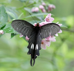 Papilio bootes