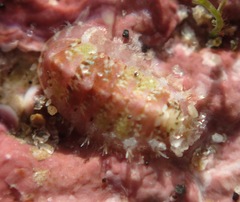 Acanthochitona avicula