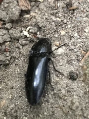 Melanactes densus