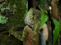 Gonocephalus kuhlii