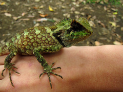 Gonocephalus kuhlii