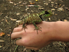 Gonocephalus kuhlii