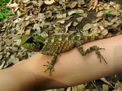 Gonocephalus kuhlii
