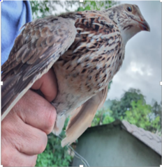 Coturnix