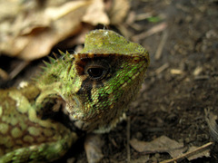 Gonocephalus kuhlii