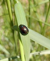Chrysolina cerealis