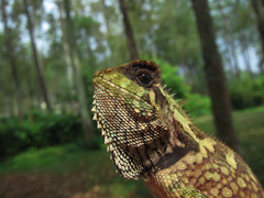 Gonocephalus kuhlii