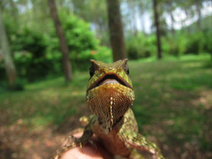 Gonocephalus kuhlii