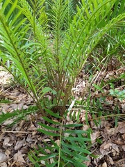 Zamia integrifolia
