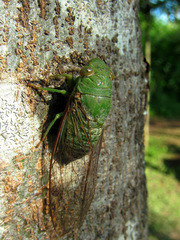 Dundubia