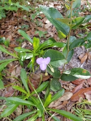 Callisia ornata