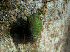 Dundubia
