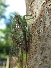 Dundubia