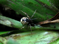 Parasteatoda