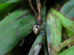Parasteatoda