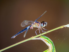 Orchithemis