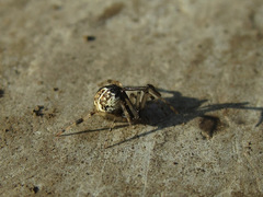 Parasteatoda