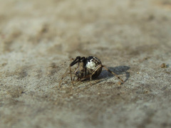 Parasteatoda