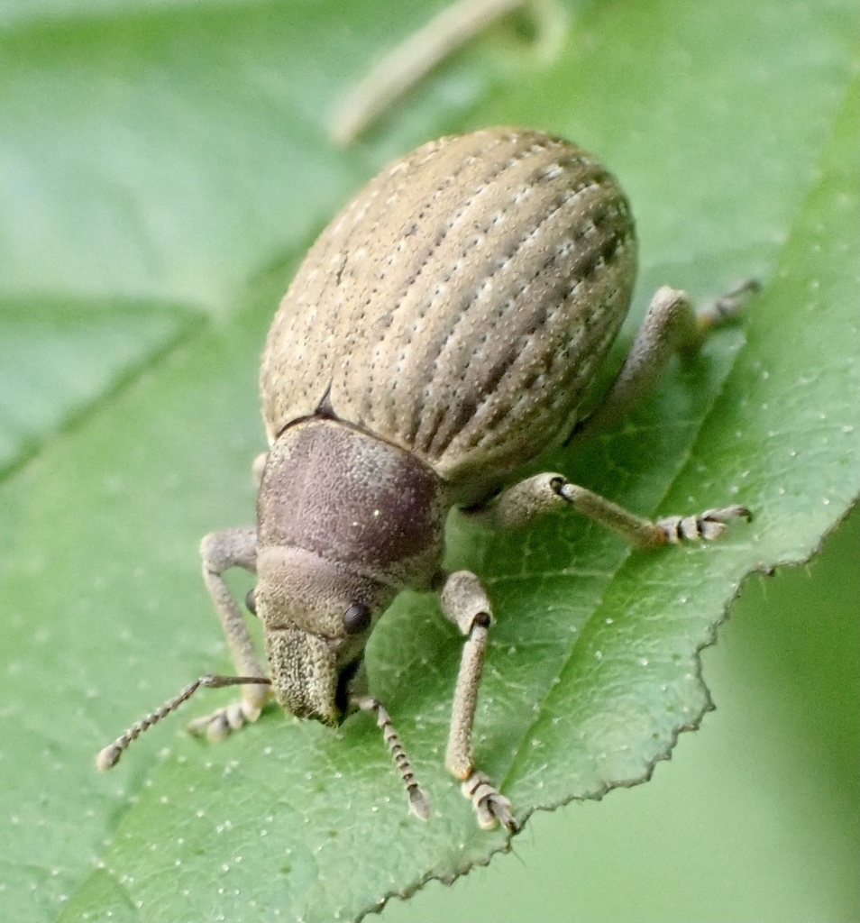 Cneorhinini