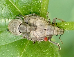 Attactagenus plumbeus