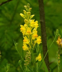 Linaria angustissima
