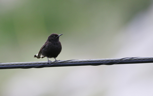 Collalba negra (Oenanthe leucura)